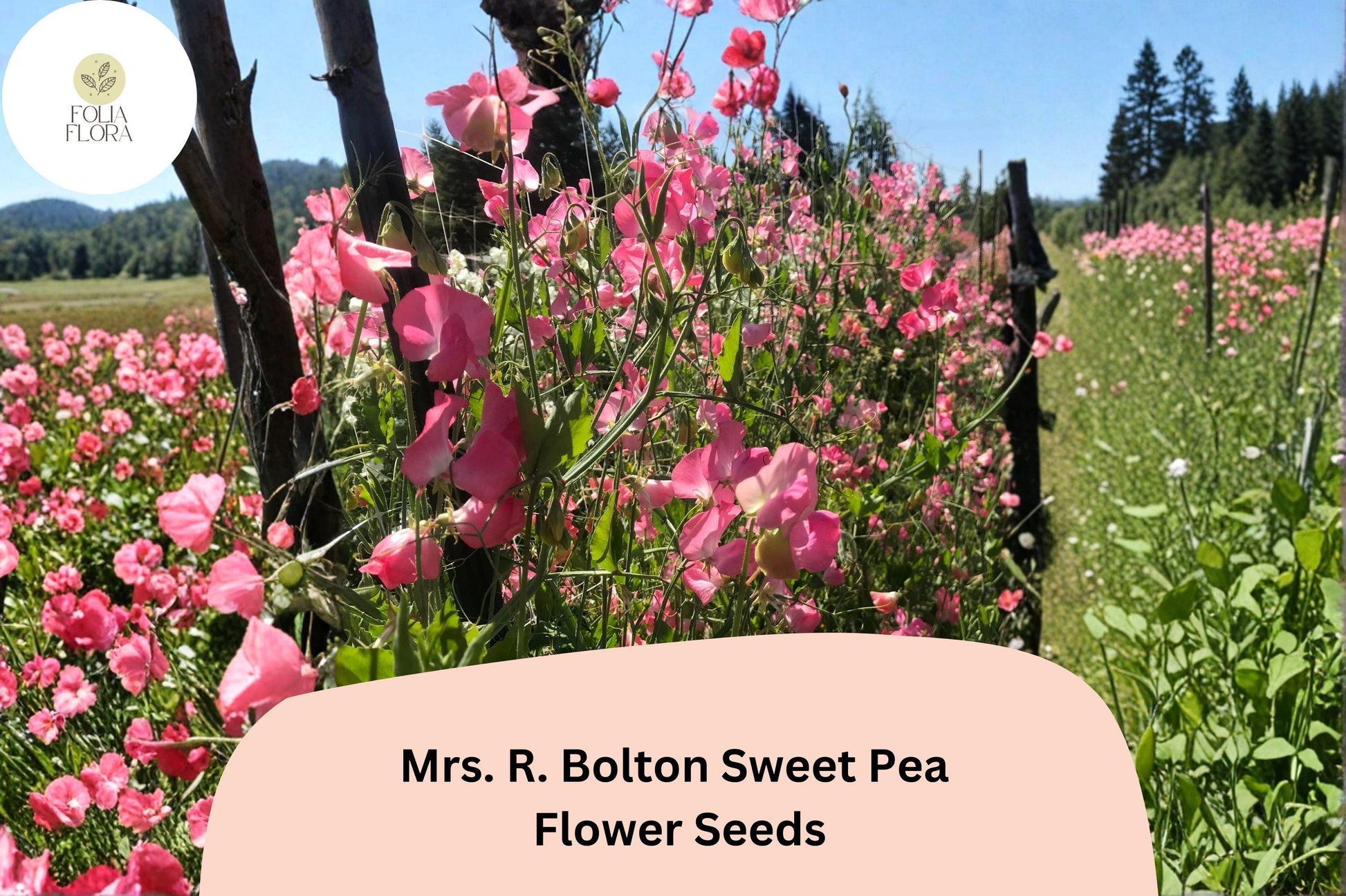 Mrs. R. Bolton Sweet Pea Seeds | 50+ Soft Pink Flowers | Lathyrus odoratus | Heirloom Climbing Vine for Garden Planting