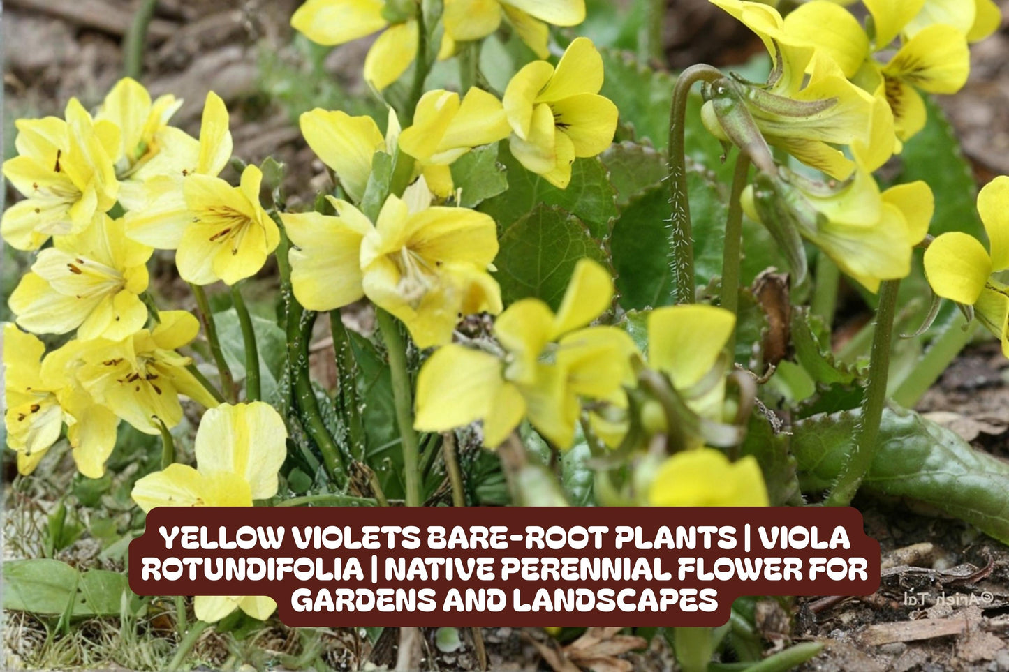 Yellow Violets Bare-root Plants | Viola Rotundifolia | Native Perennial Flower | Low-Growing, Drought-Tolerant Garden Bloom