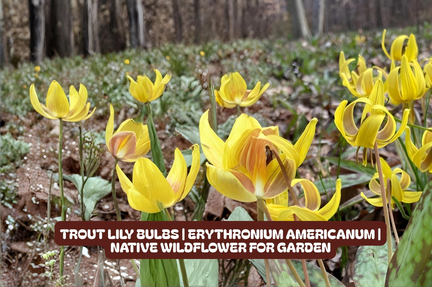 Trout Lily Bulbs | Erythronium Americanum | Native Wildflower | Easy to Grow Perennial for Shaded Gardens