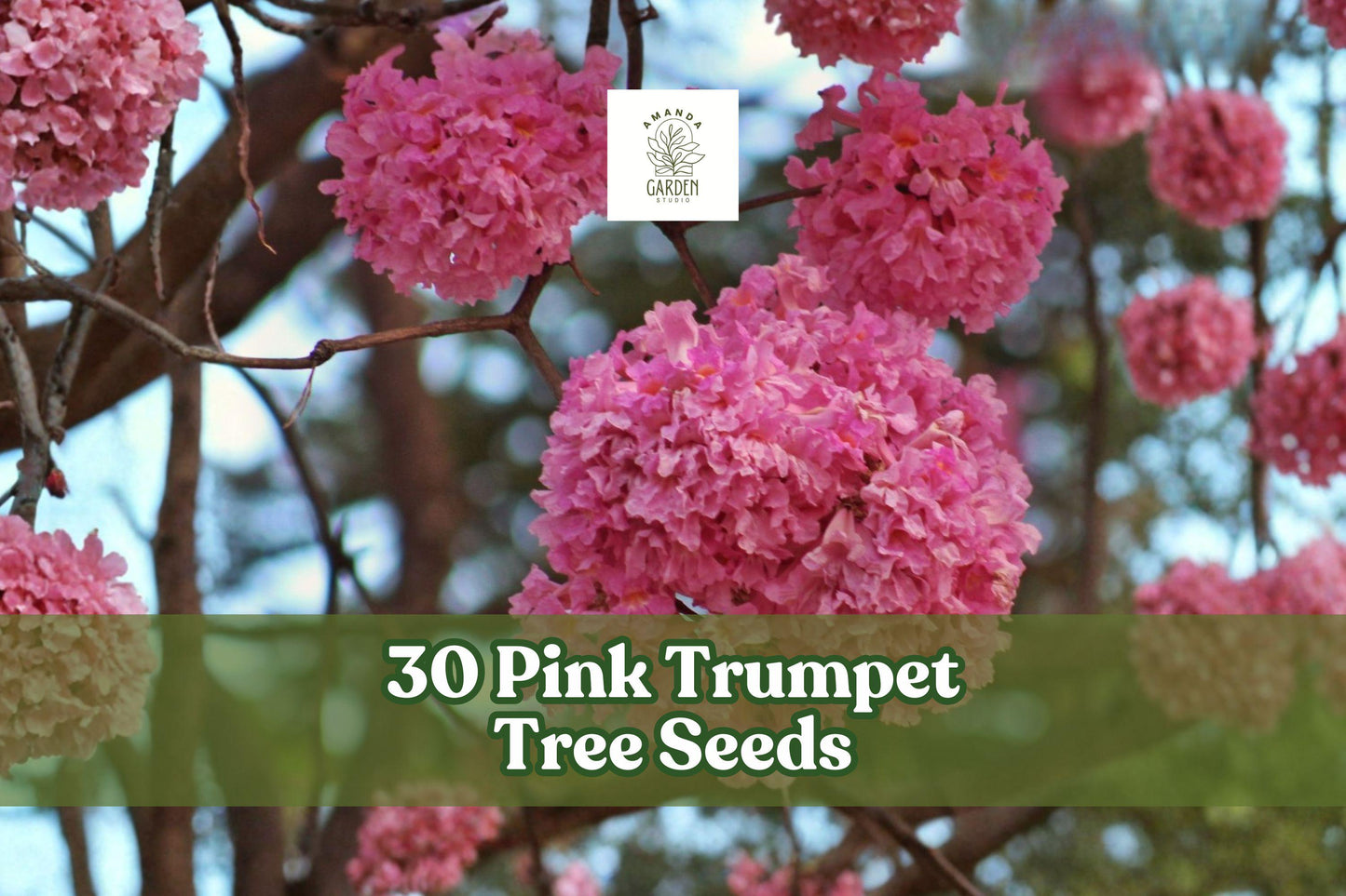 30 Pink Trumpet Tree Seeds - Ornamental Flowering Tree, Tabebuia rosea, Pink to Purple Blooms for Garden Planting