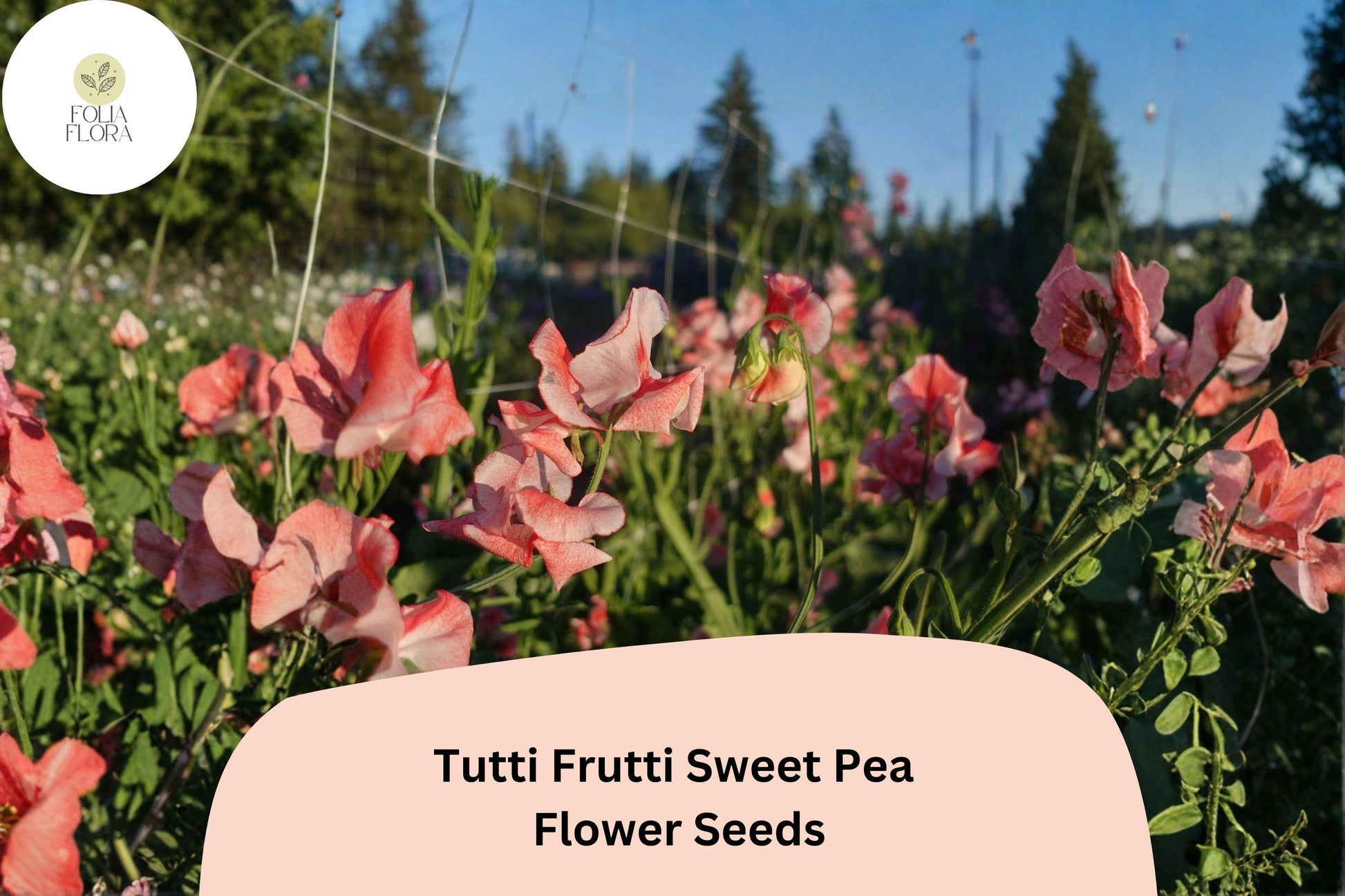 Tutti Frutti Sweet Pea Seeds | Mixed Color Blooms | Lathyrus odoratus | 50+ Seeds for Garden Planting