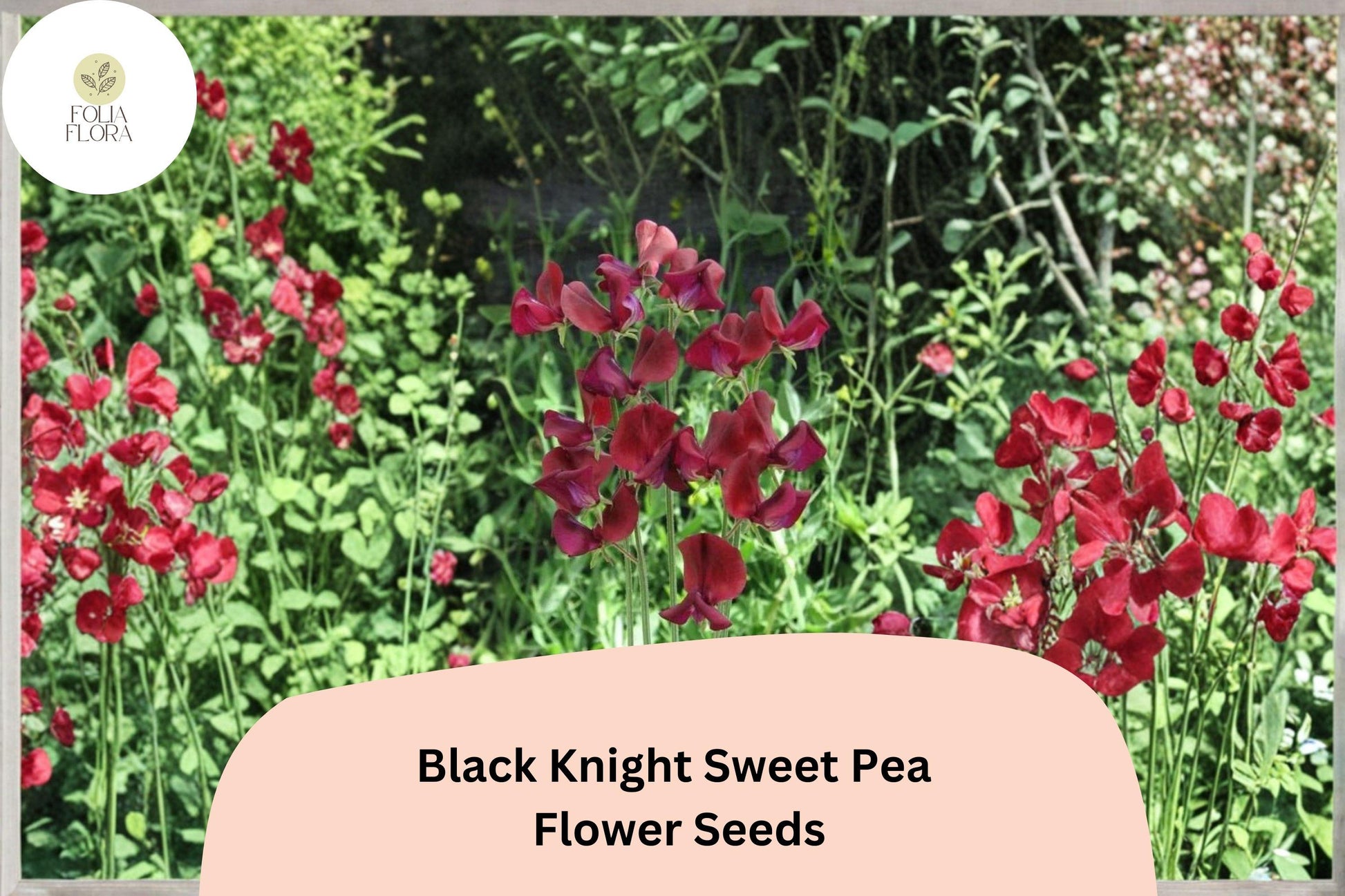 Black Knight Sweet Pea Seeds | 50+ Dark Purple Climbing Annual Flowers | Lathyrus odoratus for Trellis & Garden