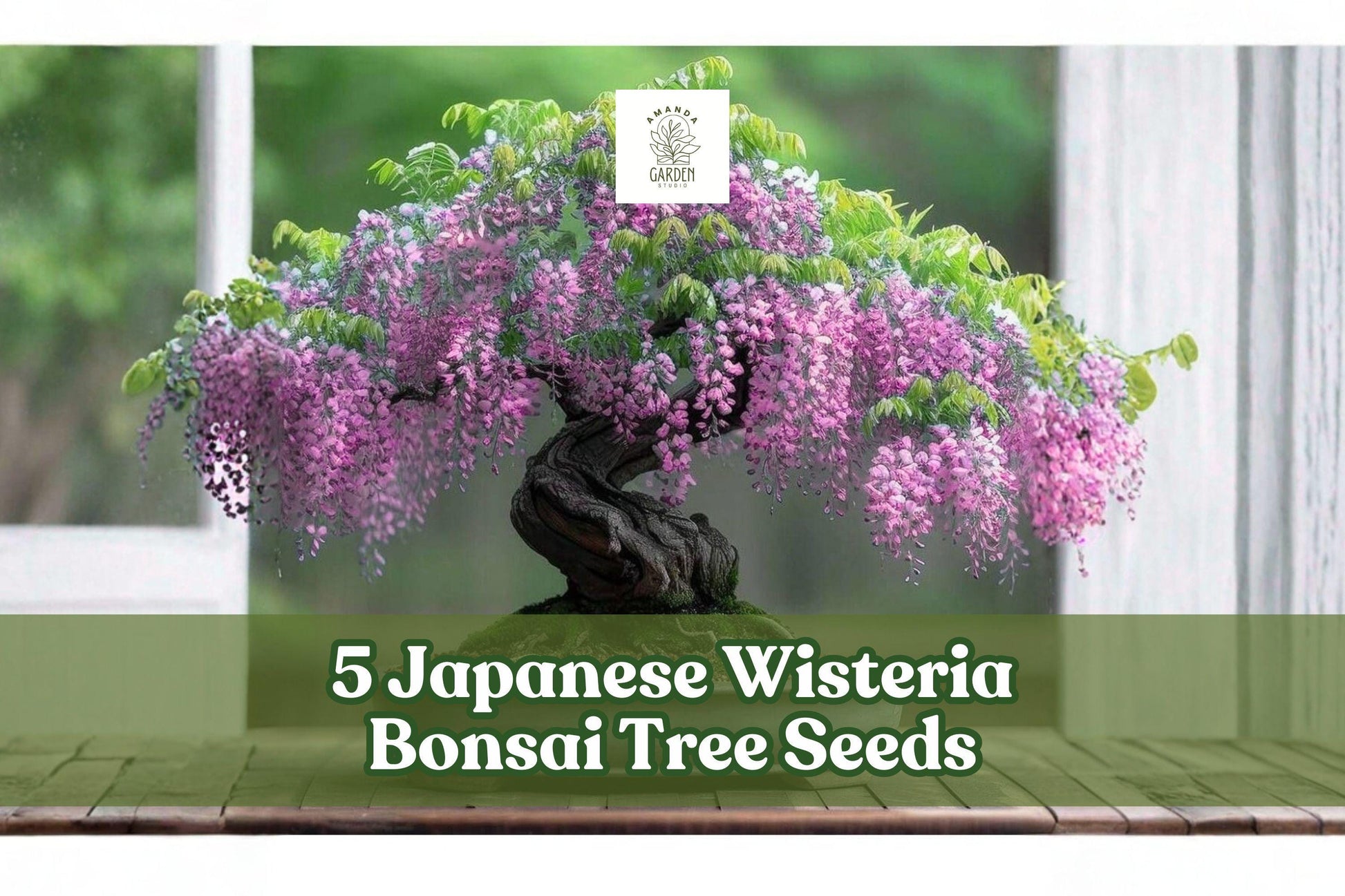 Japanese Wisteria Seeds - 5 Pack Ornamental Climbing Vine - Wisteria floribunda - Perfect for Bonsai and Garden Projects