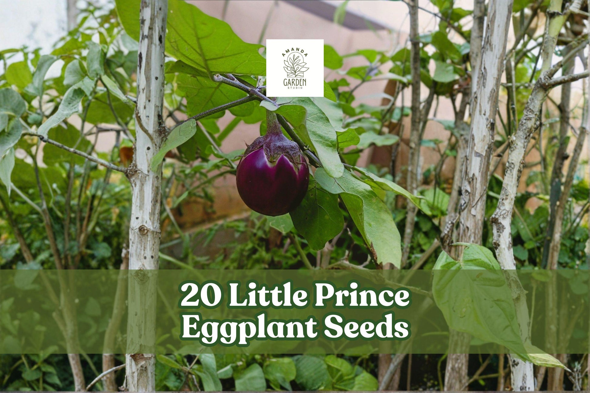 Little Prince Eggplant Seeds - 20 Heirloom Seeds for Garden Planting | Solanum melongena | Compact, Deep Purple Fruits