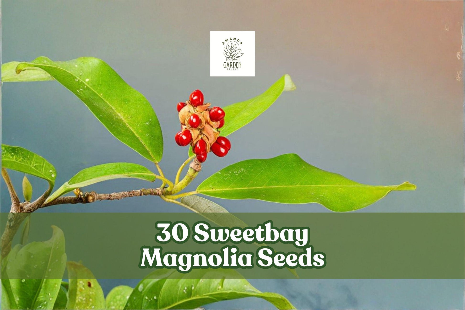 Sweetbay Magnolia Seeds - 30 Pack, Fragrant White Flowers, Magnolia virginiana, Ornamental Tree for Garden and Landscape