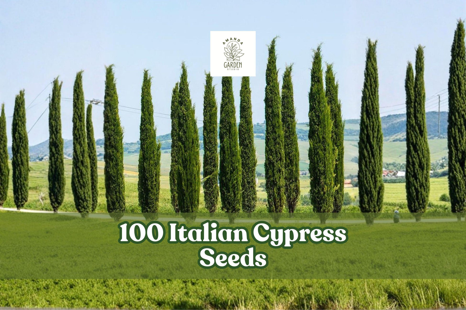 100 Italian Cypress Seeds for Planting | Evergreen Tree | Cupressus sempervirens | Columnar Green Accent for Gardens