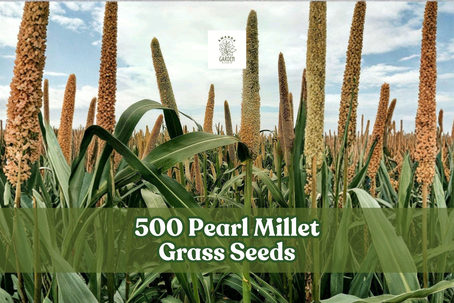 500 Pearl Millet Grass Seeds for Planting - Ornamental Variety Pennisetum glaucum - Garden Borders & Landscape Use