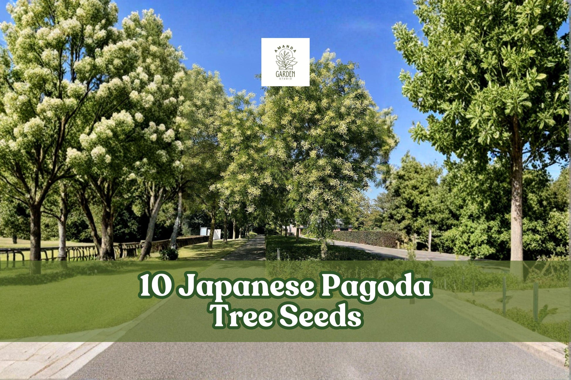 10 Japanese Pagoda Tree Seeds for Planting - Ornamental Deciduous Variety - Styphnolobium japonicum - Garden Landscape