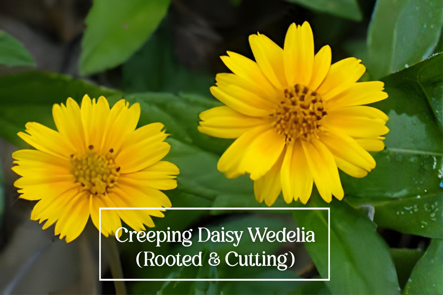 Creeping Daisy Live Plant + 5 Cuttings - Singapore Daisy, Yellow Ground Cover Perennial, Wedelia trilobata, Fast-Growing Garden Plant