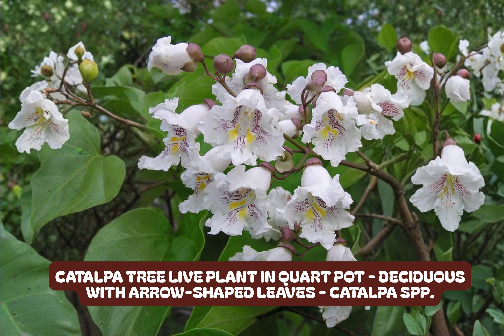 Catalpa Tree Live Plant in Quart Pot - Deciduous with Arrow-Shaped Leaves - Catalpa speciosa - Easy to Grow, Wildlife Friendly