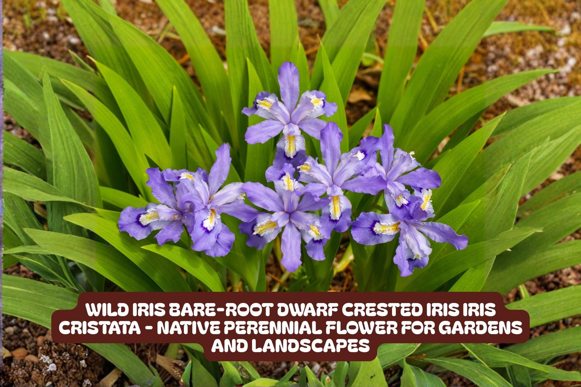 Dwarf Crested Iris Bare-Root | Blue-Violet Wild Iris (Iris cristata) | Native Perennial for Rock Gardens & Borders