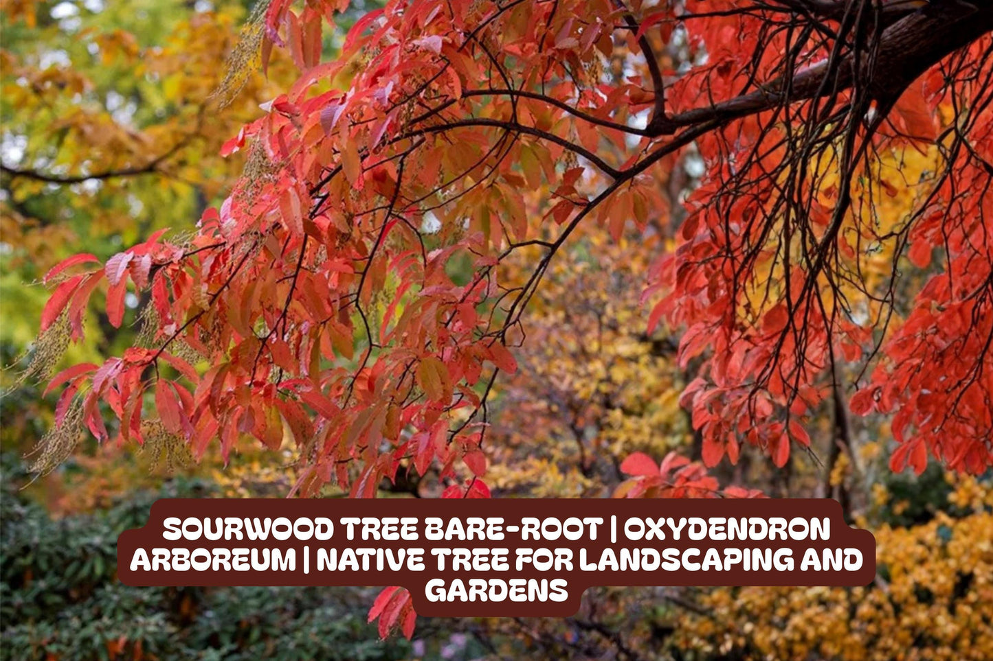 Sourwood Tree Bare-root | Oxydendron Arboreum | Native Landscaping Tree with Fall Color & Fragrant Flowers