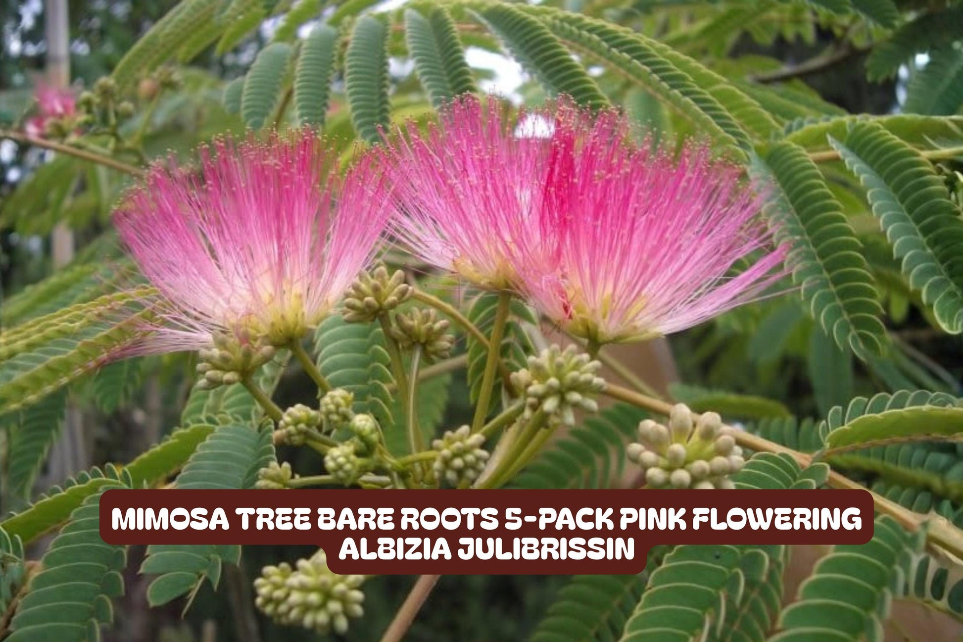 Mimosa Tree Bare Roots 5-Pack Pink Flowering Albizia julibrissin - Fast-Growing, Drought-Tolerant Garden Trees