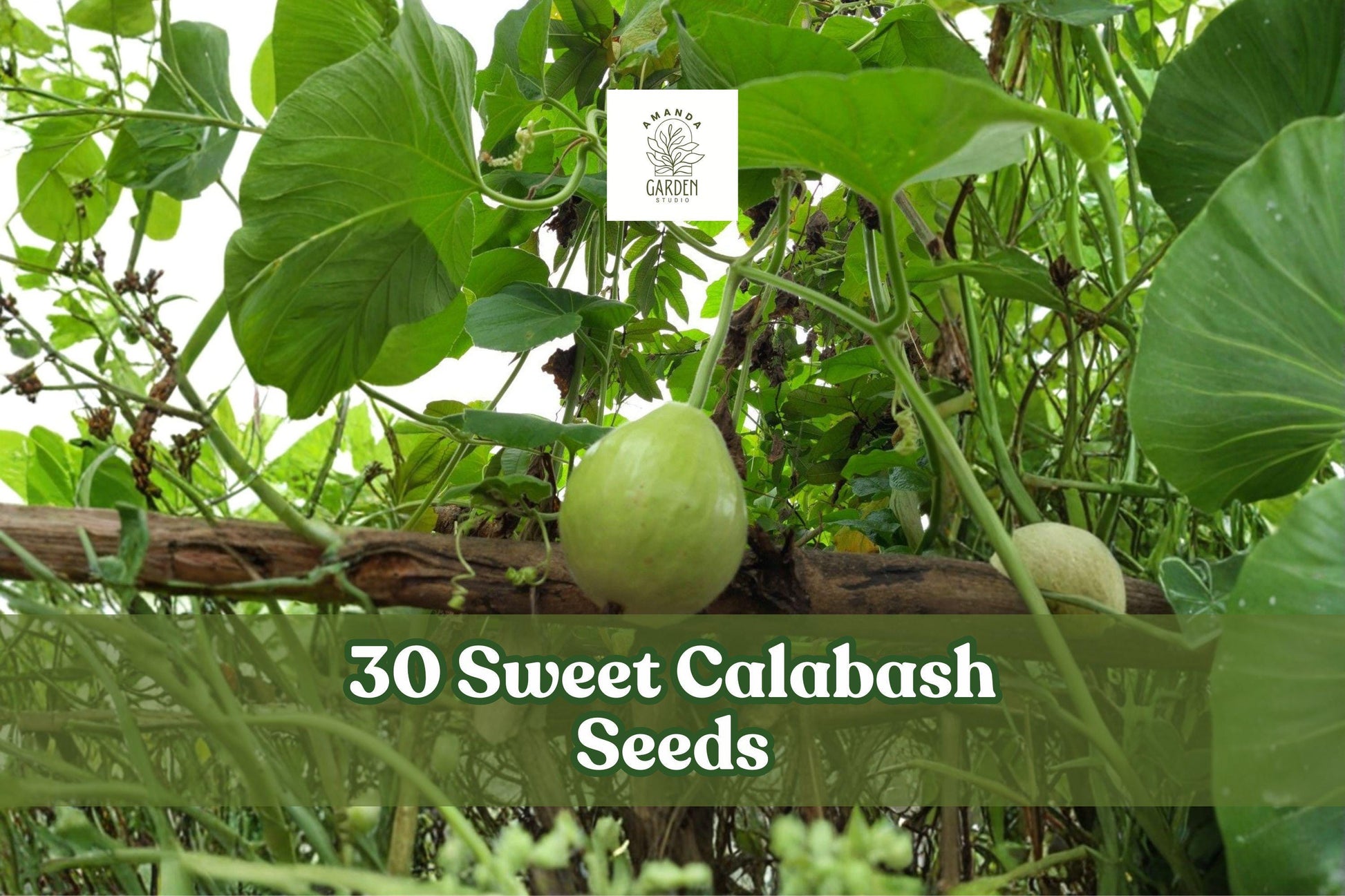 30 Sweet Calabash Seeds | Passiflora maliformis | Tropical Climbing Vine for Garden Planting