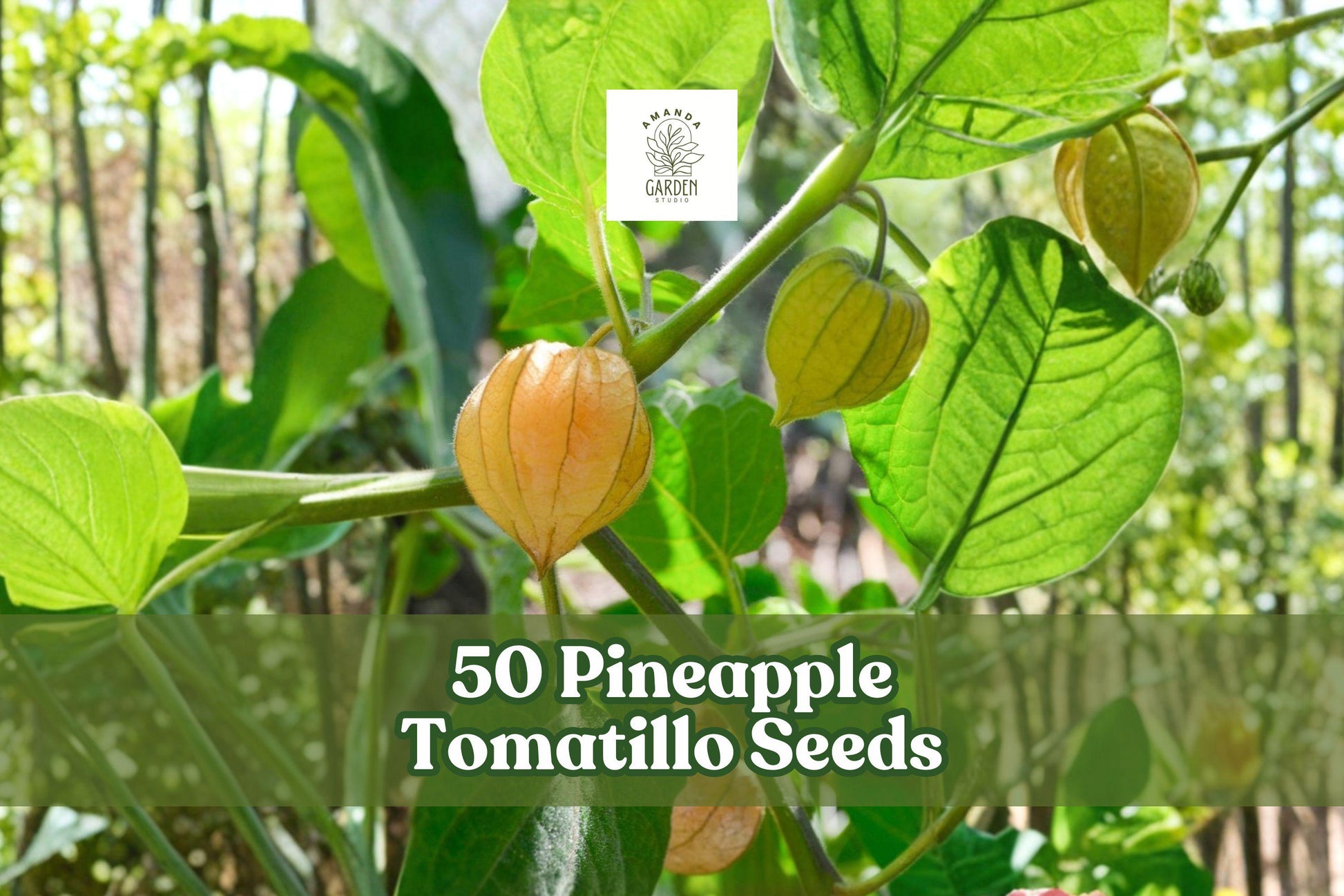 Pineapple Tomatillo Seeds - 50 Heirloom Seeds for Planting - Physalis ixocarpa - Unique Vegetable for Warm-Season Gardens