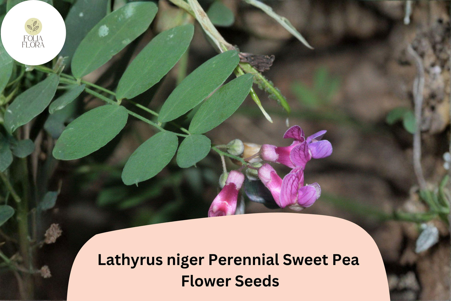 50+ Lathyrus niger Seeds | Purple Perennial Sweet Pea Climbing Vine | Black Pea Ornamental Flower Seeds