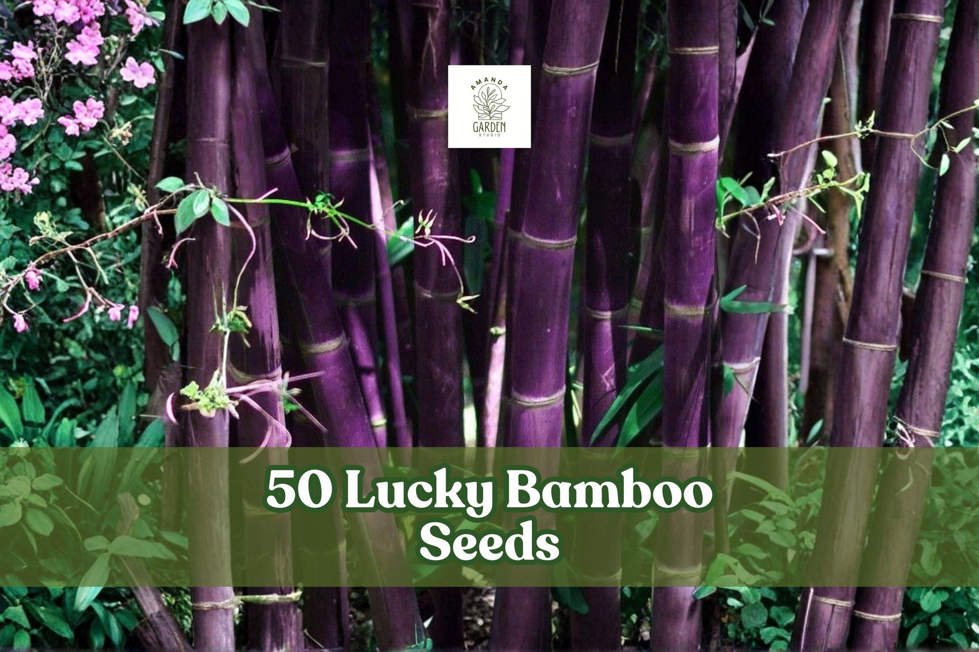 50 Lucky Bamboo Seeds for Planting - Dracaena sanderiana - Ornamental Indoor Foliage Plant for Containers