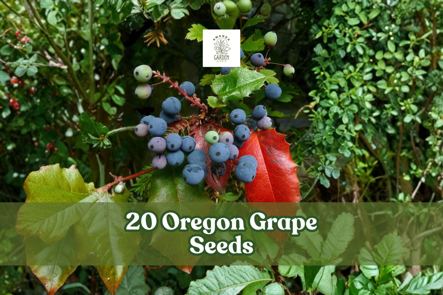 Oregon Grape Seeds - 20 Pack - Mahonia aquifolium - Ornamental Evergreen Shrub with Yellow Flowers & Blue-Purple Fruit