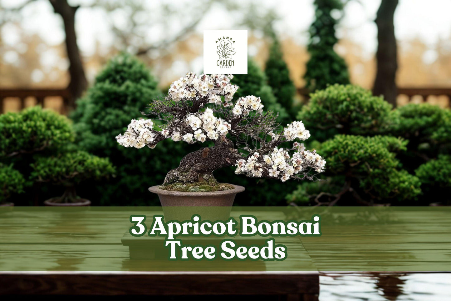 Apricot Bonsai Tree Seeds - 3 Large Seeds for Planting - Prunus armeniaca - Ideal for Bonsai Cultivation and Ornamental Growth