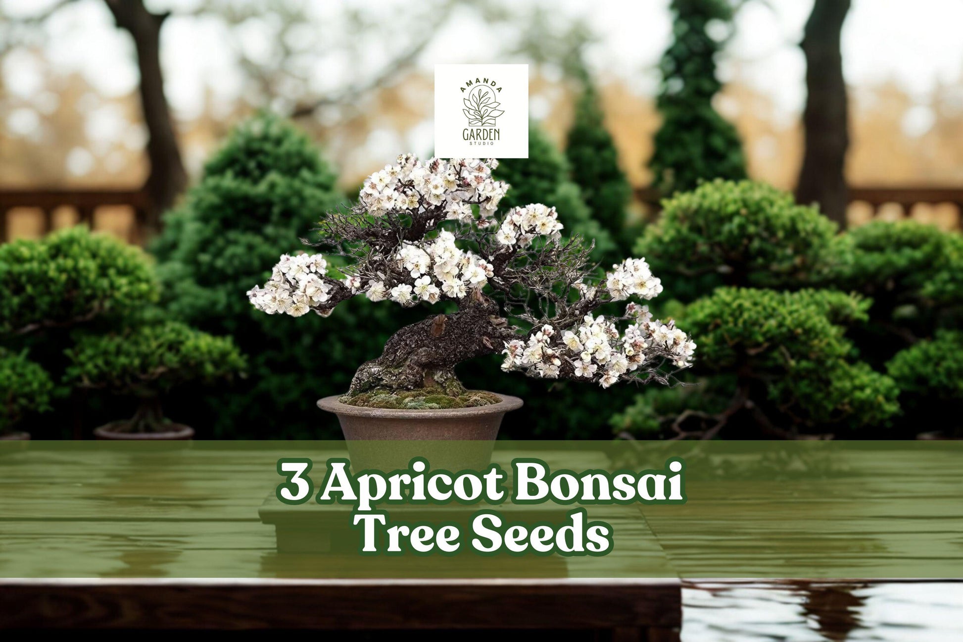 Apricot Bonsai Tree Seeds - 3 Large Seeds for Planting - Prunus armeniaca - Ideal for Bonsai Cultivation and Ornamental Growth