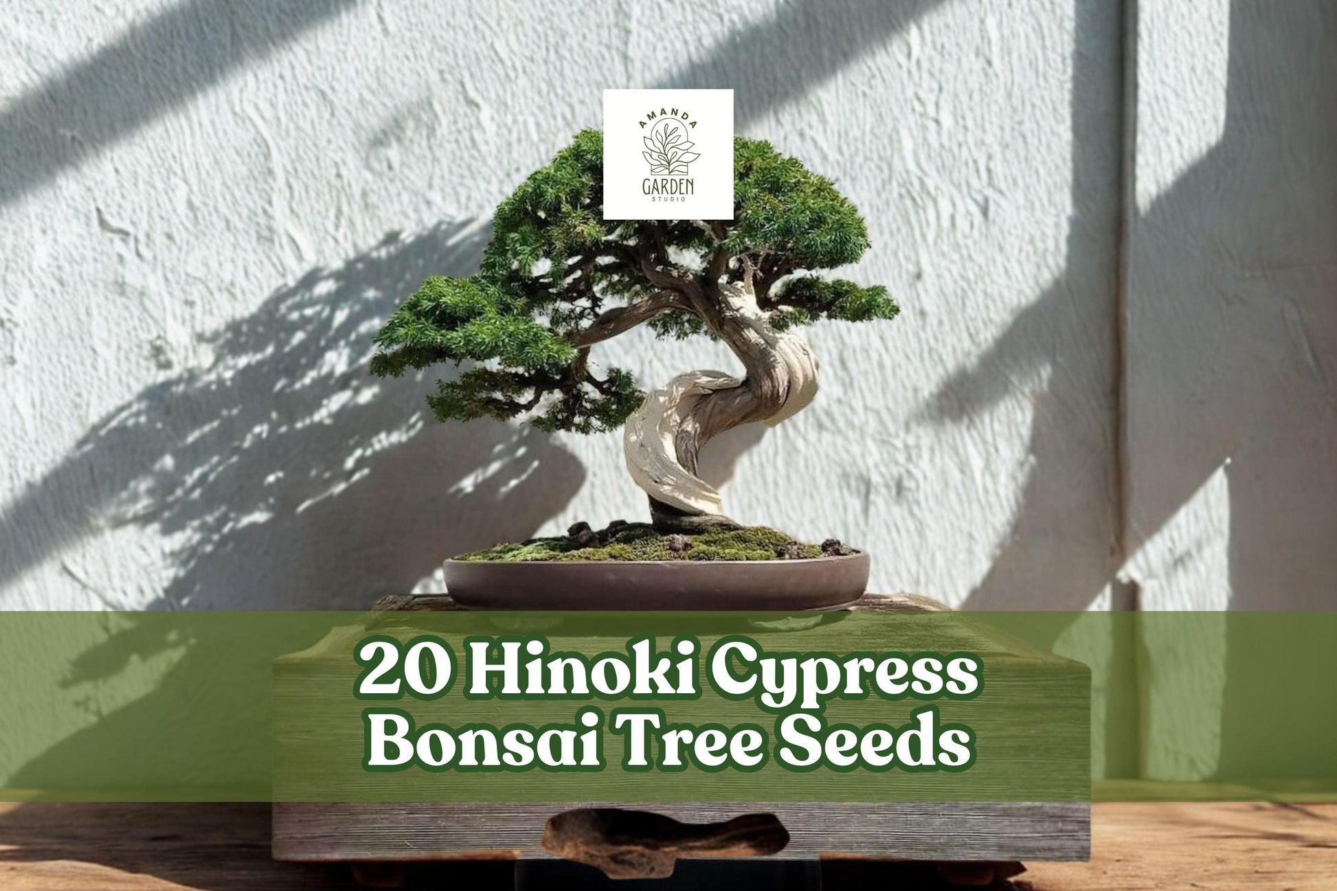 Hinoki Cypress Bonsai Tree Seeds - 20 Seeds for Planting, Chamaecyparis obtusa, Evergreen Conifer, Dark Green Foliage