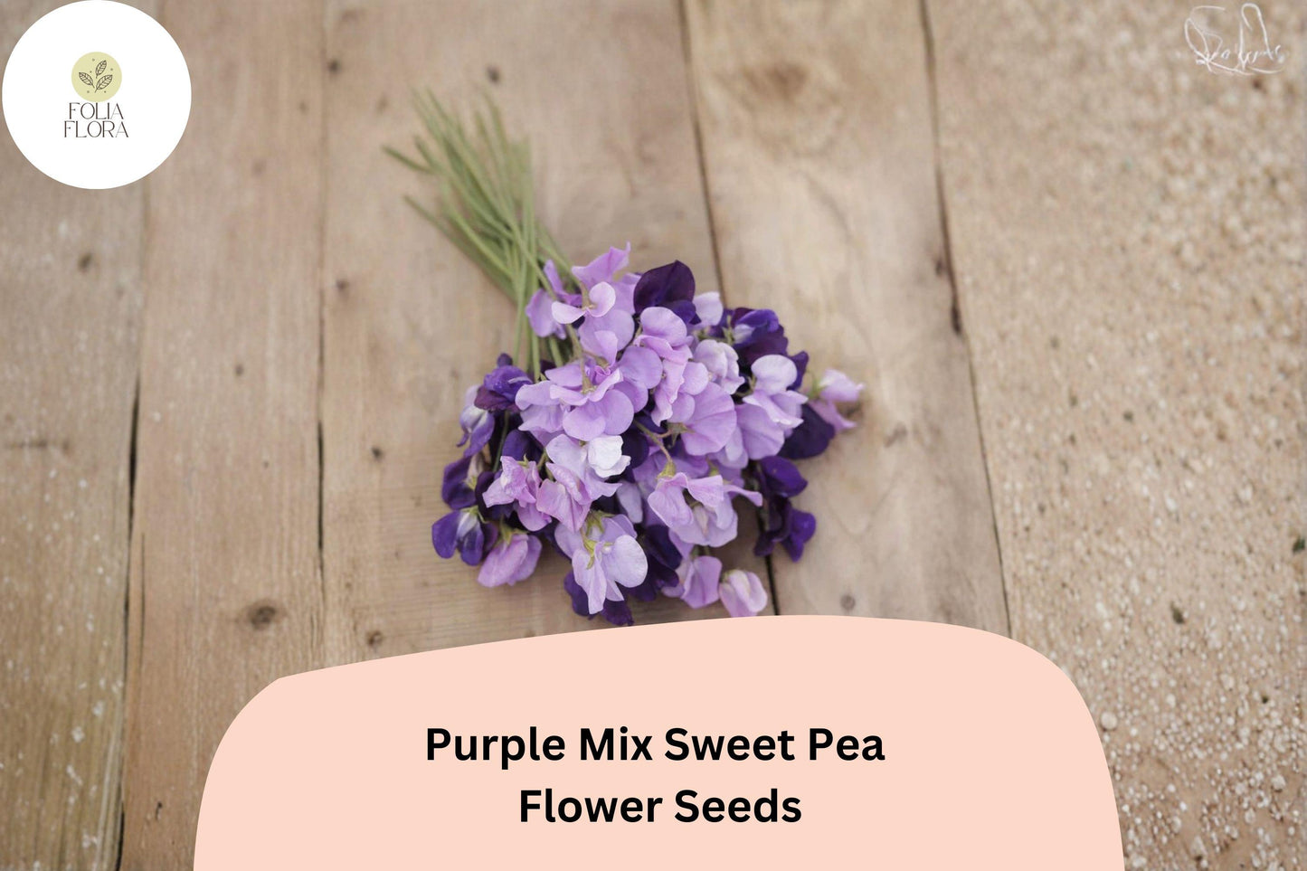 Purple Mix Sweet Pea Seeds - 50+ Assorted Climbing Flowers for Trellis, Lathyrus odoratus, Annual Garden Vines