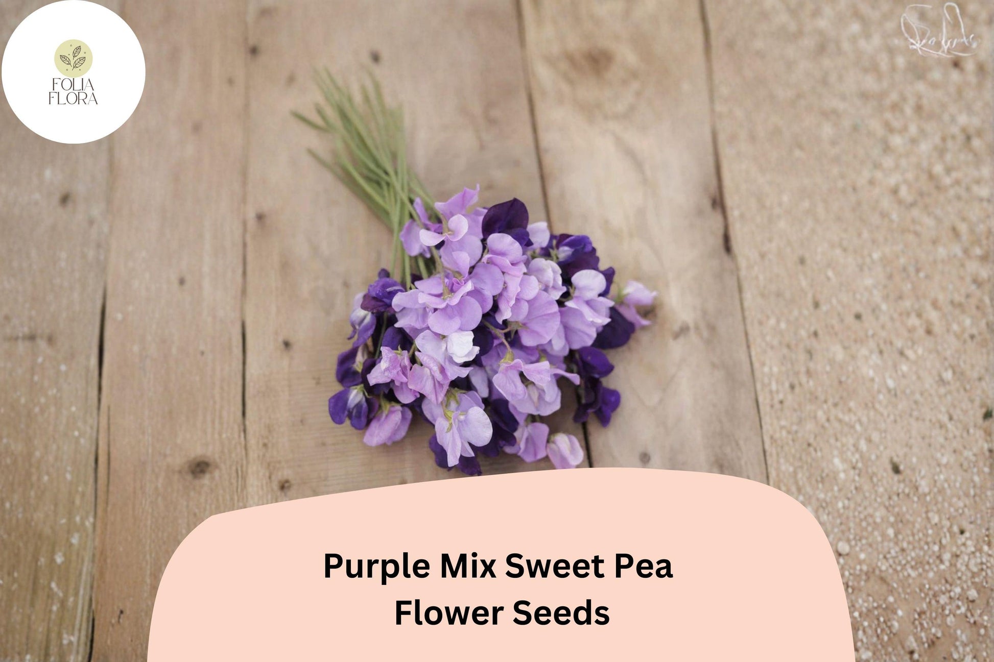Purple Mix Sweet Pea Seeds - 50+ Assorted Climbing Flowers for Trellis, Lathyrus odoratus, Annual Garden Vines