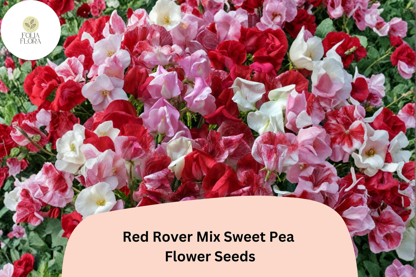 Red Rover Sweet Pea Seeds | 50+ Crimson Climbing Garden Flowers | Lathyrus odoratus | Bold Red Mix for Trellises & Arches