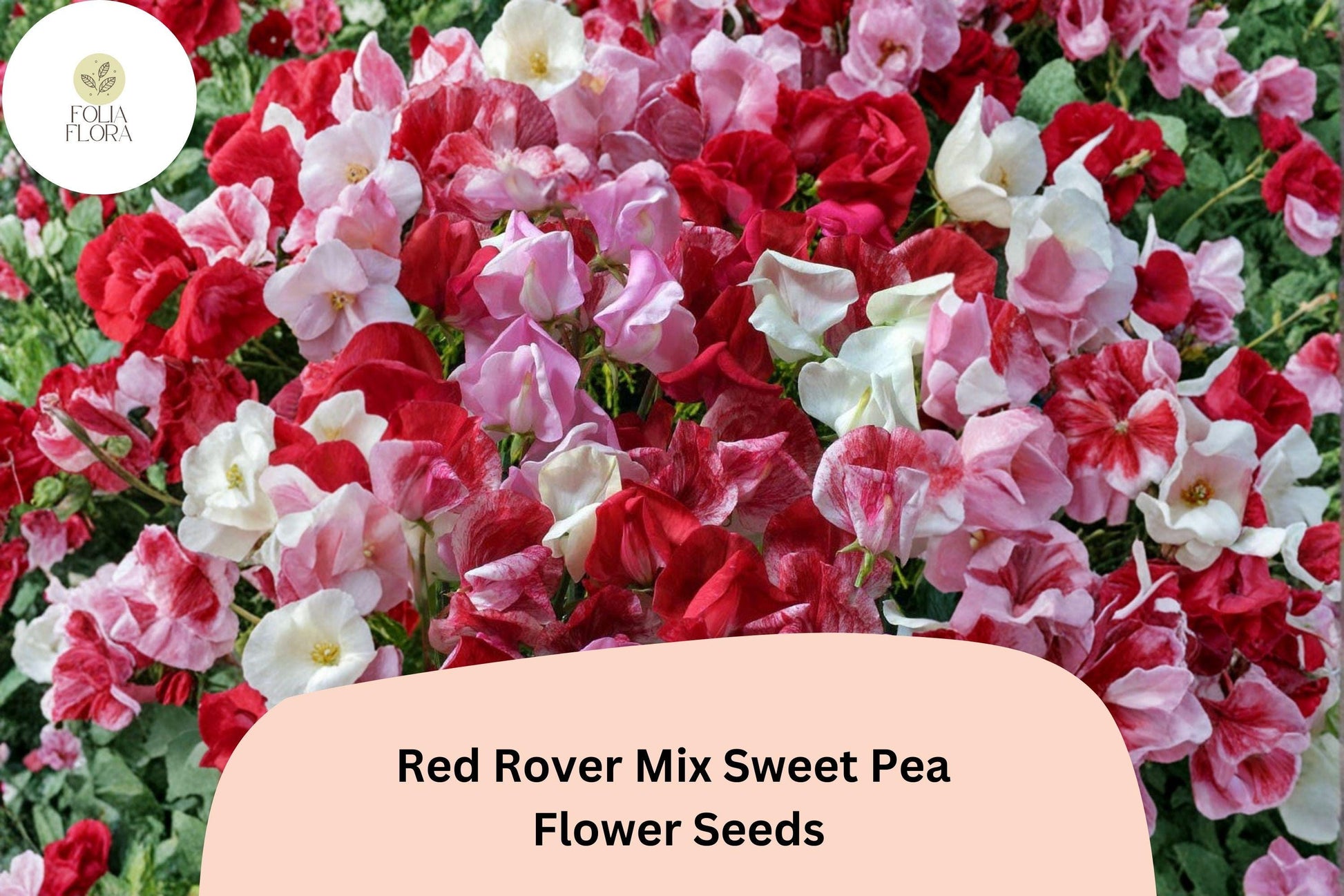 Red Rover Sweet Pea Seeds | 50+ Crimson Climbing Garden Flowers | Lathyrus odoratus | Bold Red Mix for Trellises & Arches