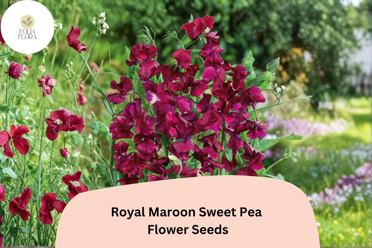 50+ Royal Maroon Sweet Pea Seeds | Deep Burgundy Climbing Flowers for Trellis | Lathyrus odoratus ‘Royal Maroon’