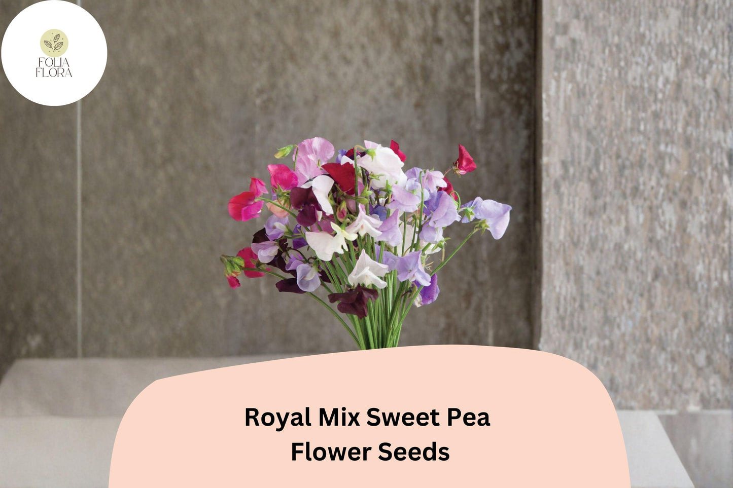 Royal Mix Sweet Pea Seeds | 50+ Jewel-Tone Climbing Flowers | Lathyrus odoratus | Annual Garden Vines for Trellis & Cottage Gardens