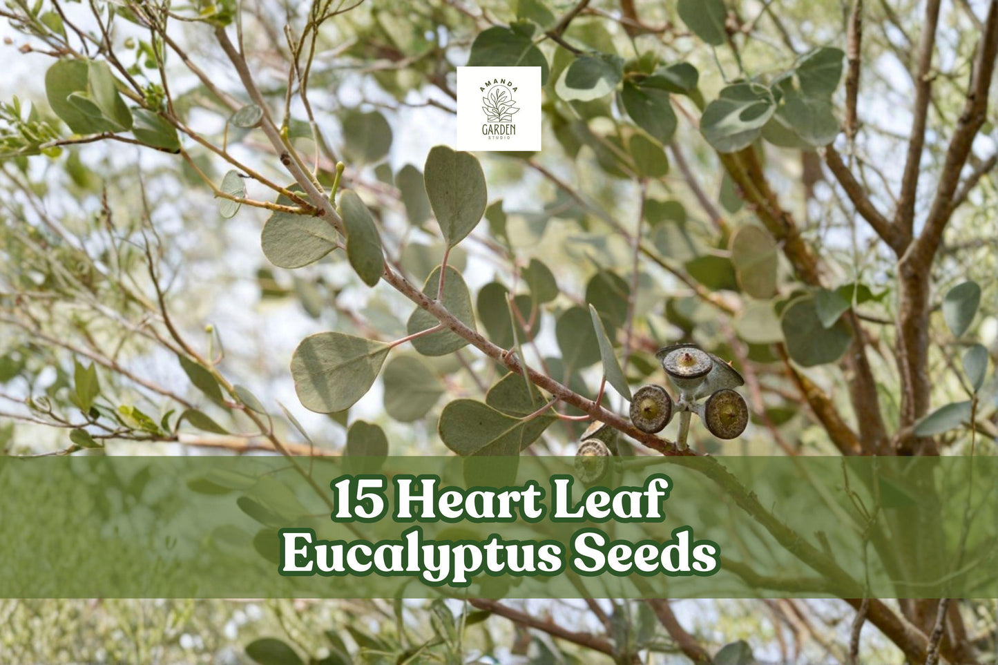 Heart Leaf Eucalyptus Seeds - 15 Pack, Eucalyptus websteriana, Dark Green Heart-Shaped Leaves for Ornamental Landscaping