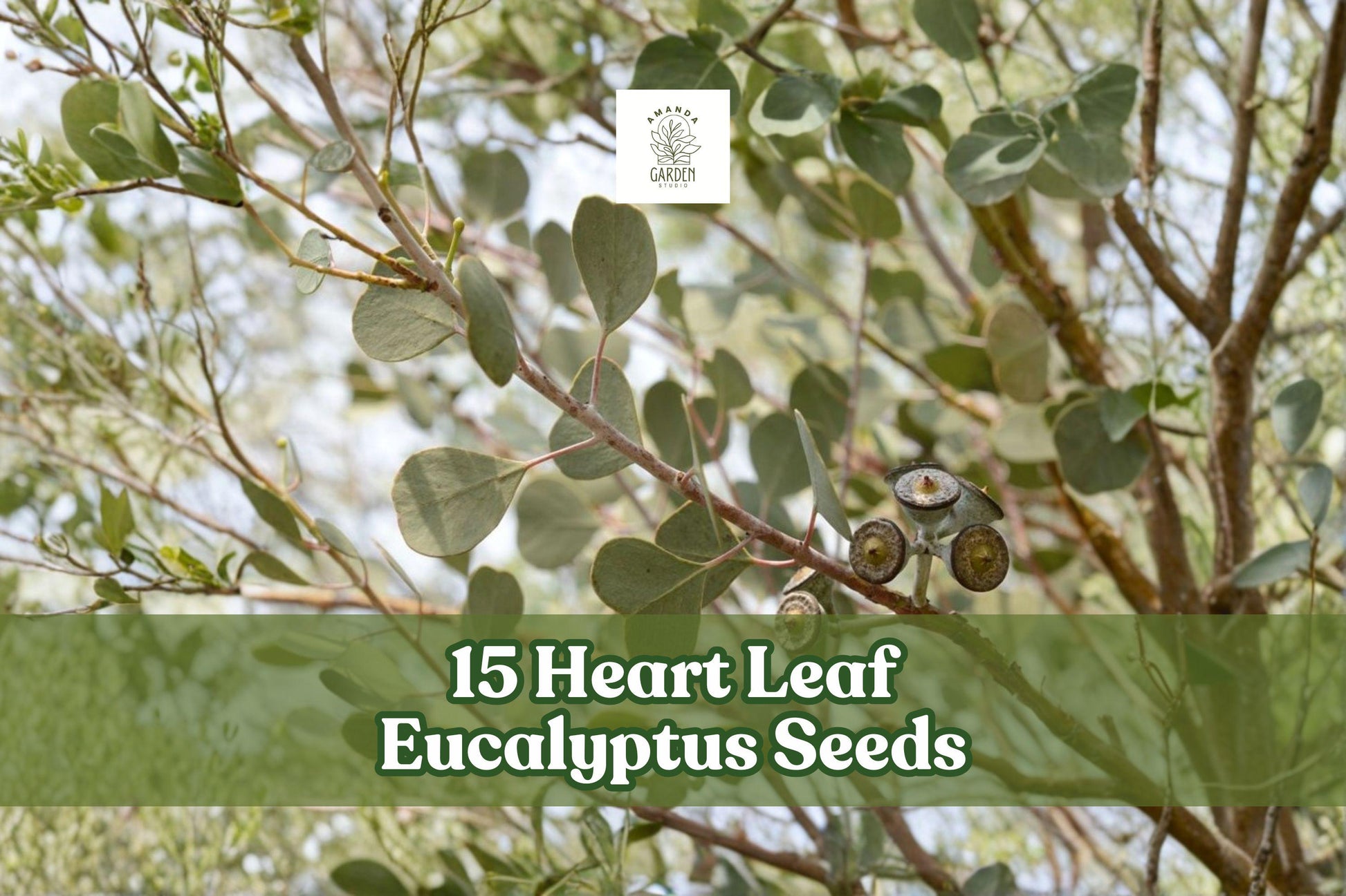Heart Leaf Eucalyptus Seeds - 15 Pack, Eucalyptus websteriana, Dark Green Heart-Shaped Leaves for Ornamental Landscaping