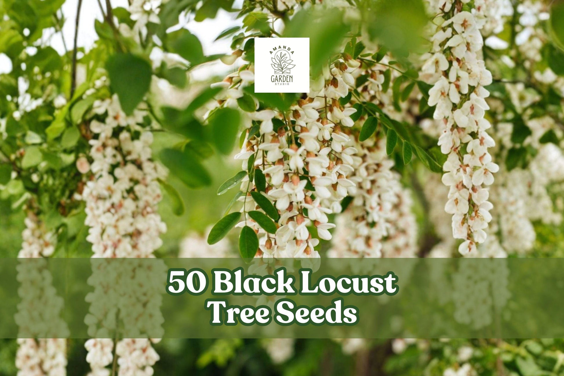 50 Black Locust Tree Seeds for Planting | Fragrant White Flowers | Robinia pseudoacacia | Deciduous Ornamental Tree