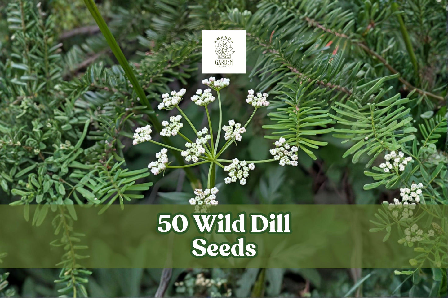 Wild Dill Seeds for Planting - 50 Count - Perideridia americana - Native Herbaceous Perennial for Natural Gardens
