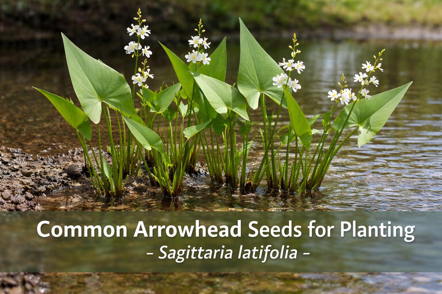 Common Arrowhead Seeds | Sagittaria latifolia | Native Aquatic Plant for Ponds & Wetlands | Perennial Duck Potato Seeds