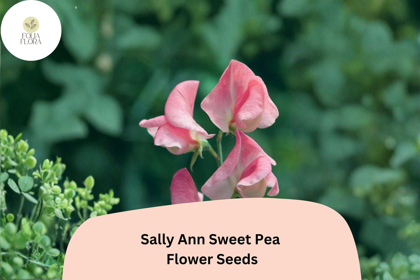 Sally Ann Sweet Pea Seeds | 50+ Soft Pink & Cream Climbing Flowers | Lathyrus odoratus ‘Sally Ann’ | Vintage Garden Blooms