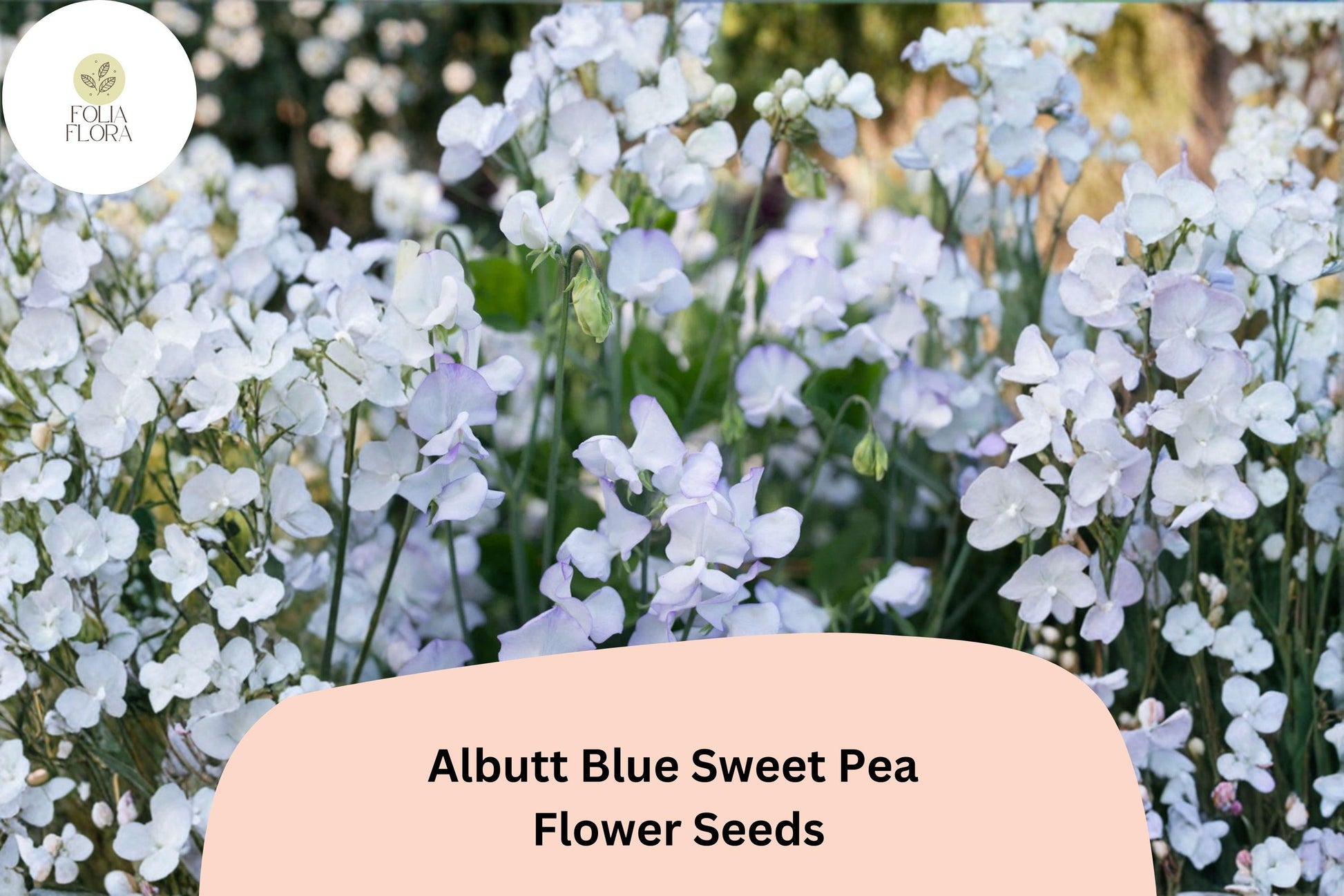 Albutt Blue Sweet Pea Seeds | 50+ Lavender-Blue Climbing Flowers | Lathyrus odoratus for Trellis & Garden Planting
