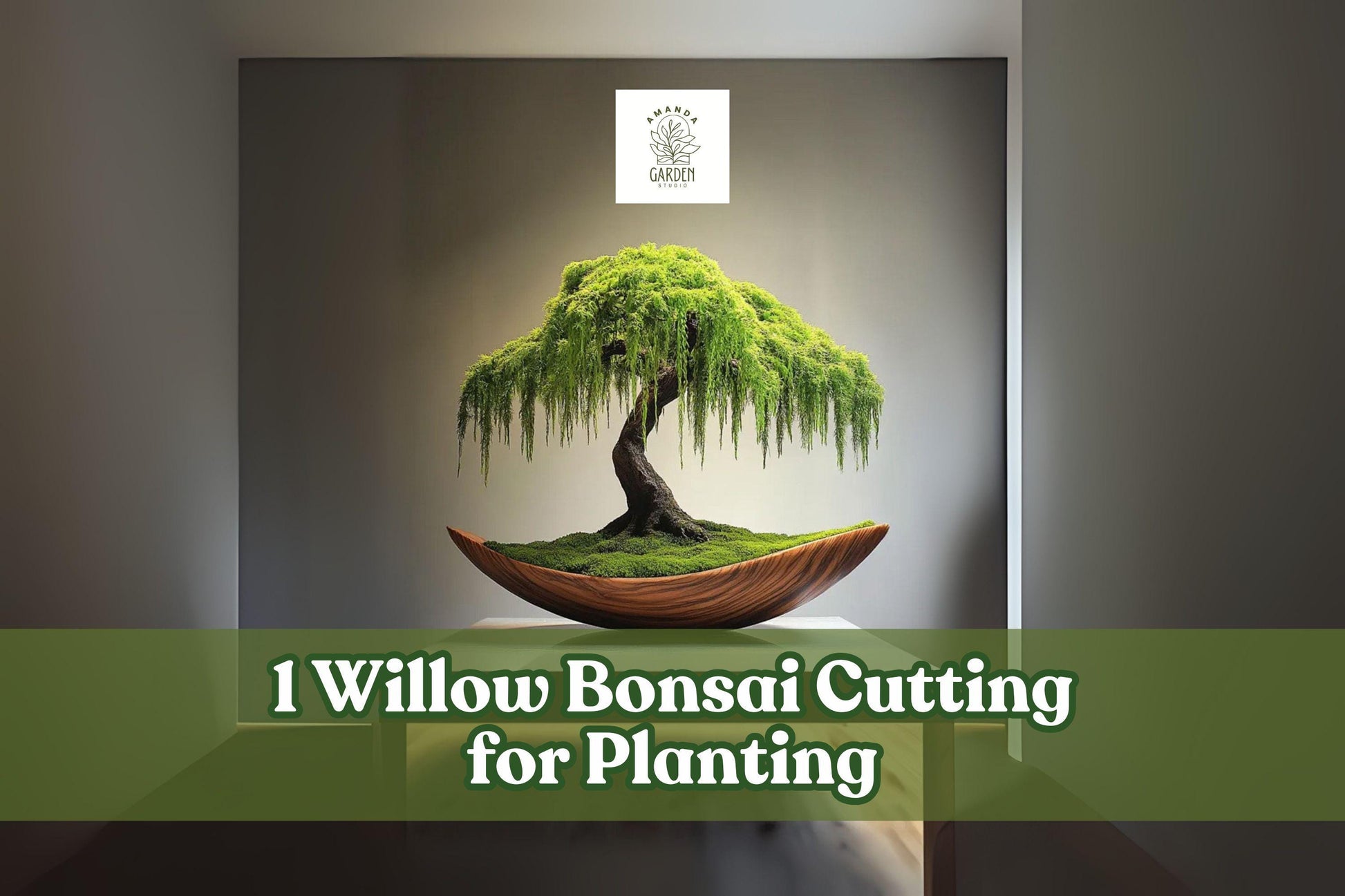 Willow Bonsai Cutting - Bare Root Unrooted Cutting for Propagation - Salix spp. - Ornamental Tree for Bonsai Training