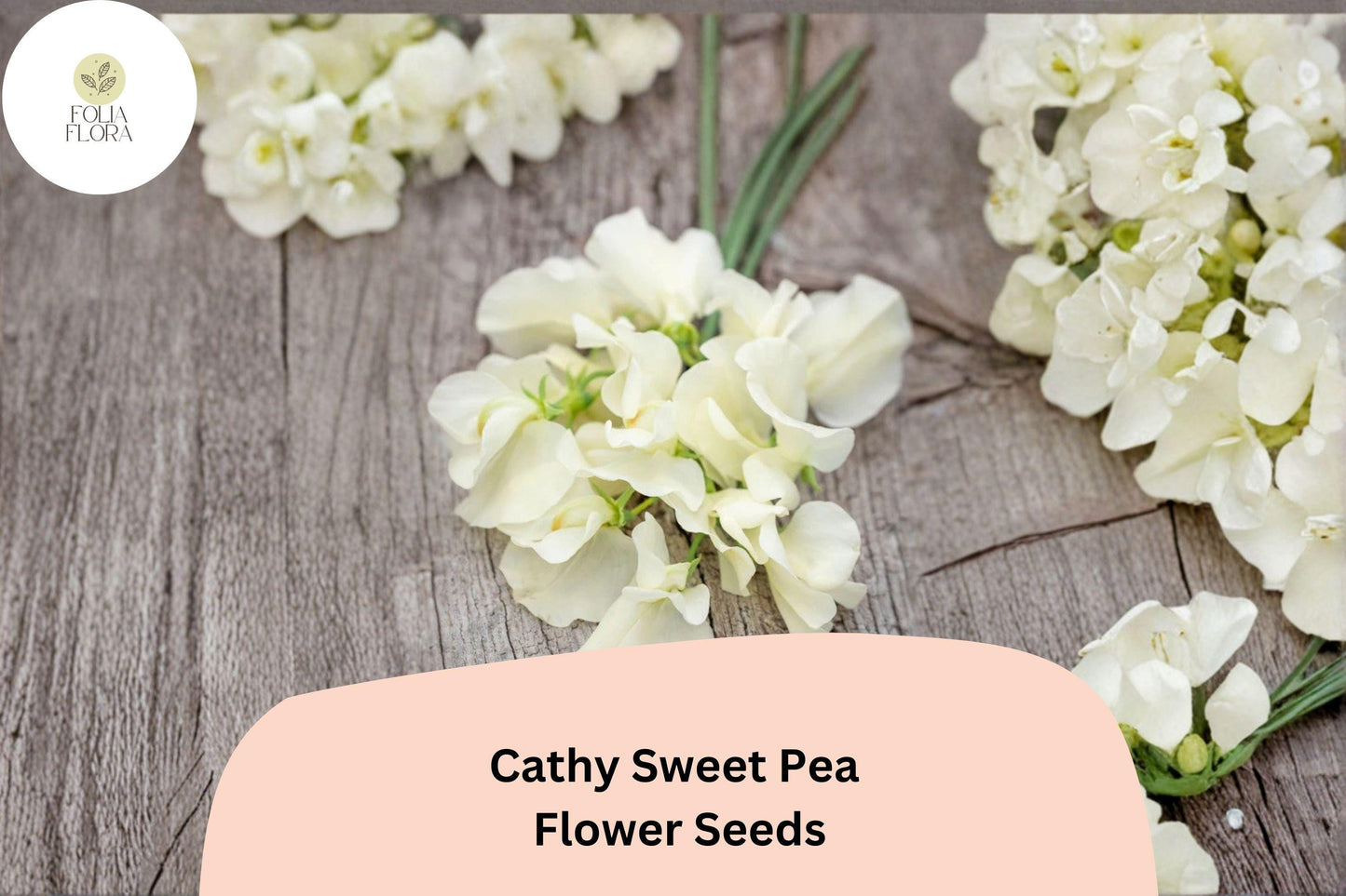 Cathy Sweet Pea Seeds - 50+ Yellow Cream Climbing Flowers for Trellis & Garden - Lathyrus odoratus ‘Cathy’