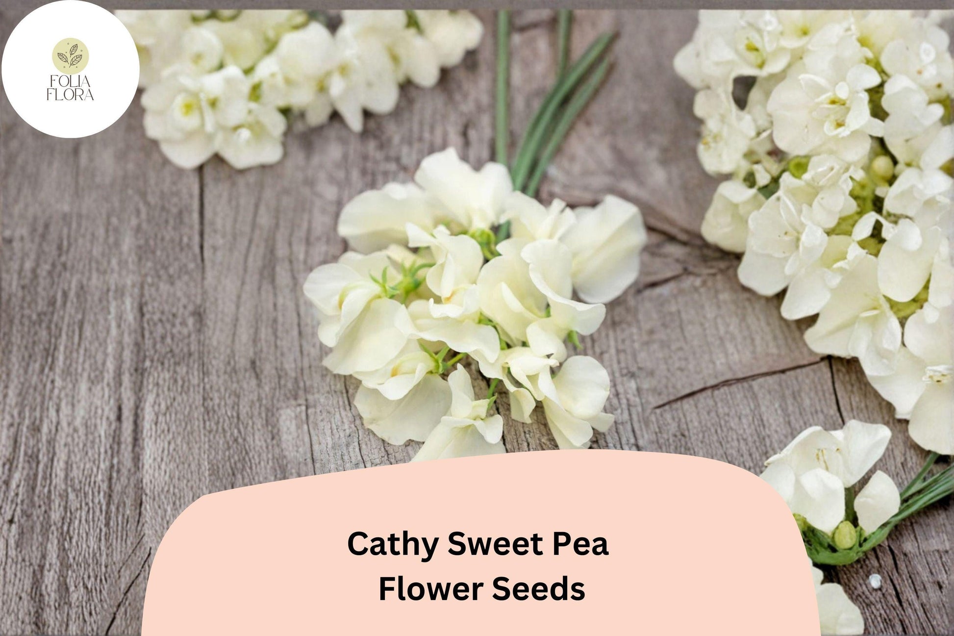 Cathy Sweet Pea Seeds - 50+ Yellow Cream Climbing Flowers for Trellis & Garden - Lathyrus odoratus ‘Cathy’