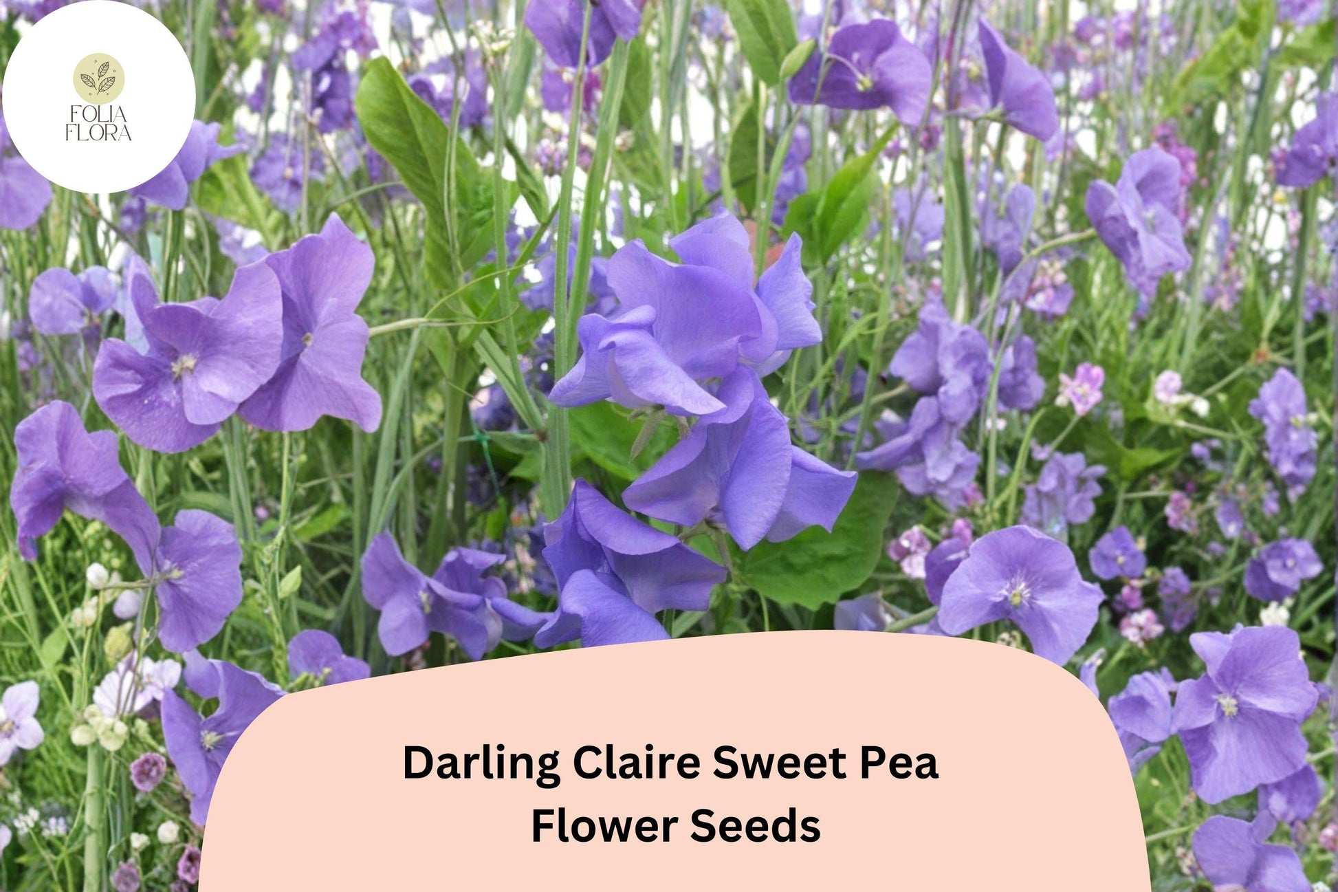 Darling Claire Sweet Pea Seeds - 50+ Soft Purple Heirloom Climbing Flowers (Lathyrus odoratus) for Trellis & Cottage Garden