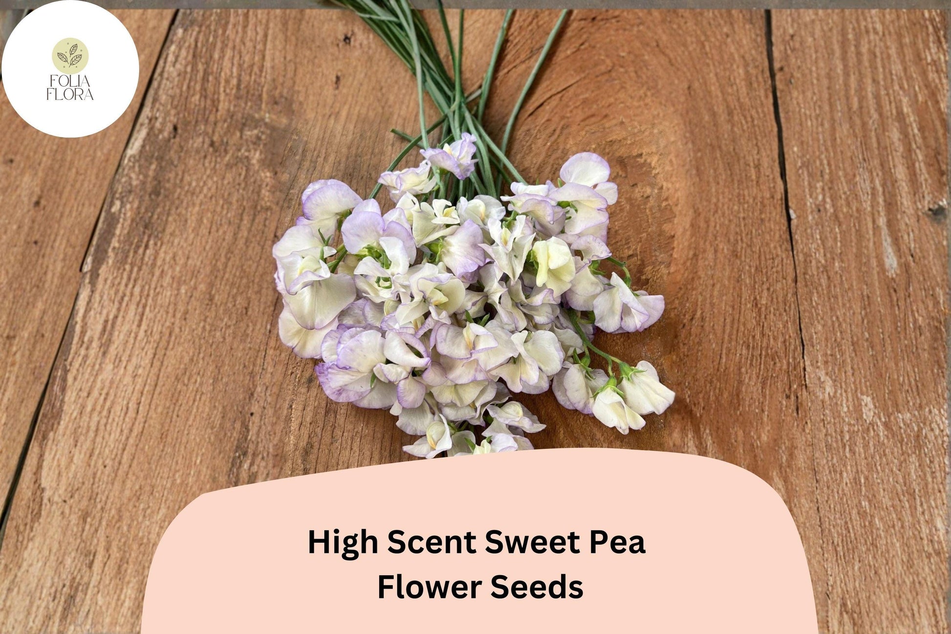 High Scent Sweet Pea Seeds | 50+ Pale Lavender Climbing Flowers | Lathyrus odoratus ‘High Scent’ for Garden & Trellis