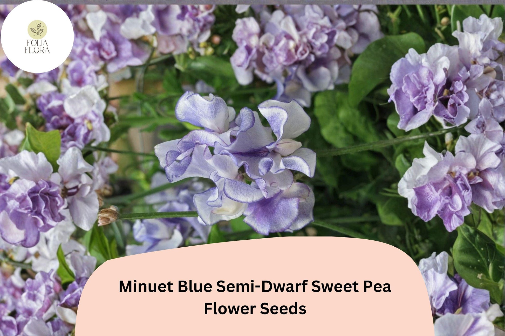 50+ Minuet Blue Sweet Pea Seeds | Compact Blue Climbing Flowers | Lathyrus odoratus ‘Minuet Blue’ | Ideal for Gardens & Trellises