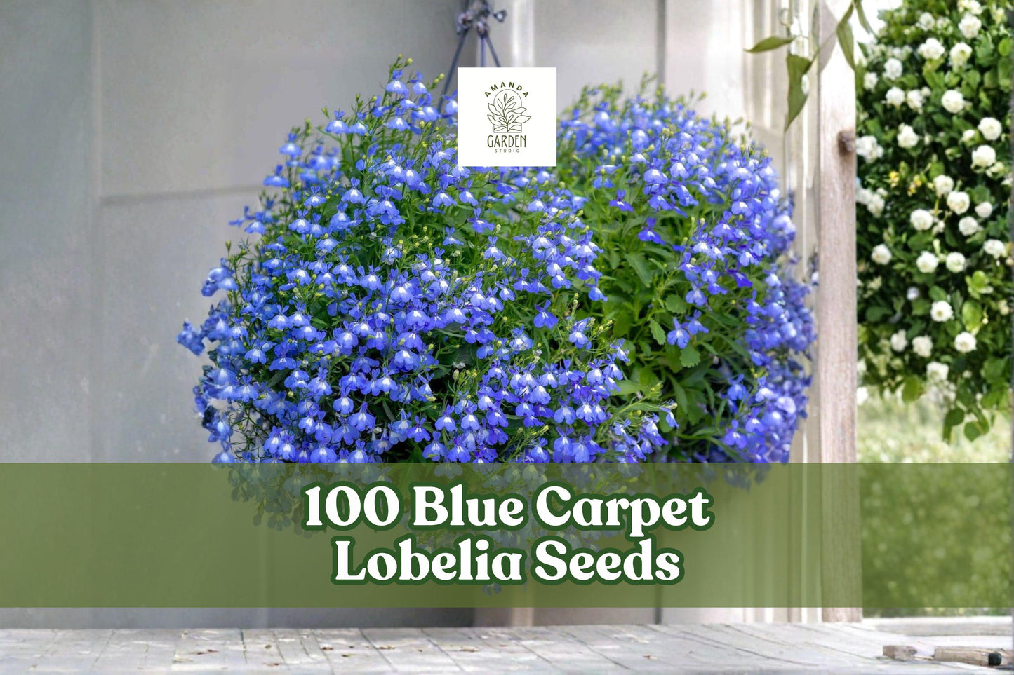 Blue Carpet Lobelia Seeds - 100 Count - Bright Blue Blooms - Lobelia erinus - Annual Flower for Containers & Ground Cover