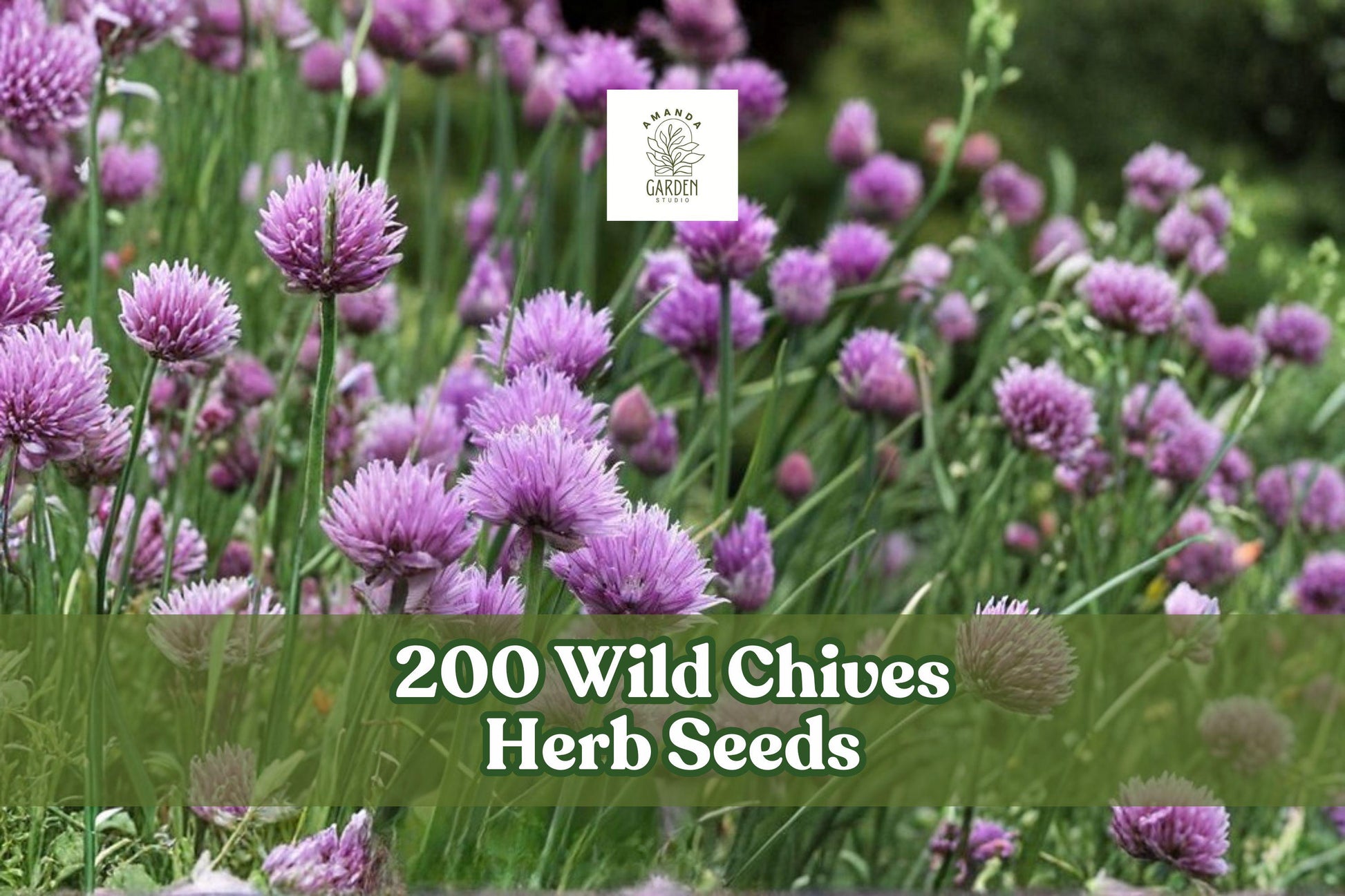 200 Wild Chives Herb Seeds for Planting, Clumping Growth, Green Leaves, Allium schoenoprasum, Easy to Grow Perennial Herb