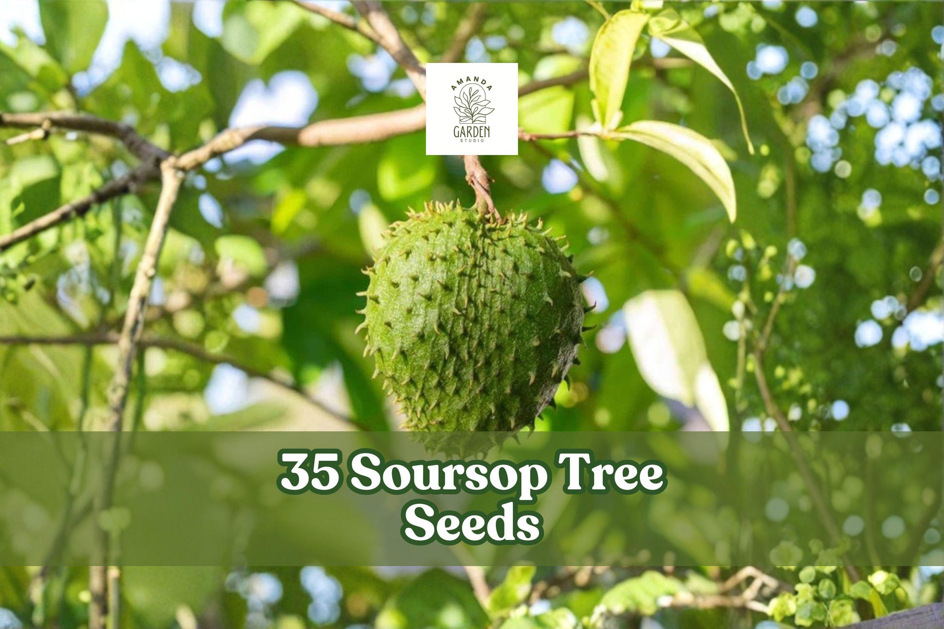 35 Soursop Tree Seeds for Planting Tropical Fruit - Annona muricata - Ideal for Garden or Container Growing in Warm Climates