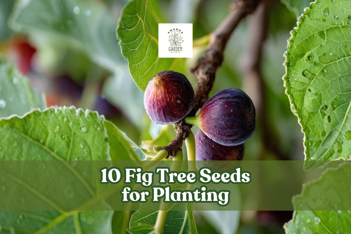 Fig Tree Seeds - 10 Pack Ficus carica for Garden or Container Planting, Ornamental Fruit Tree, Green Foliage