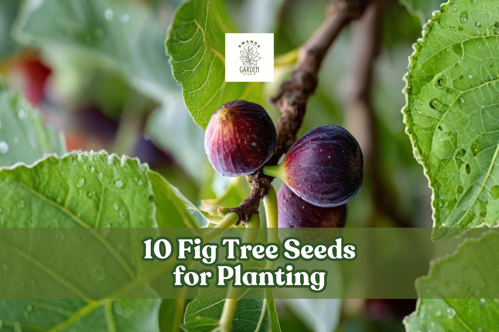 Fig Tree Seeds - 10 Pack Ficus carica for Garden or Container Planting, Ornamental Fruit Tree, Green Foliage