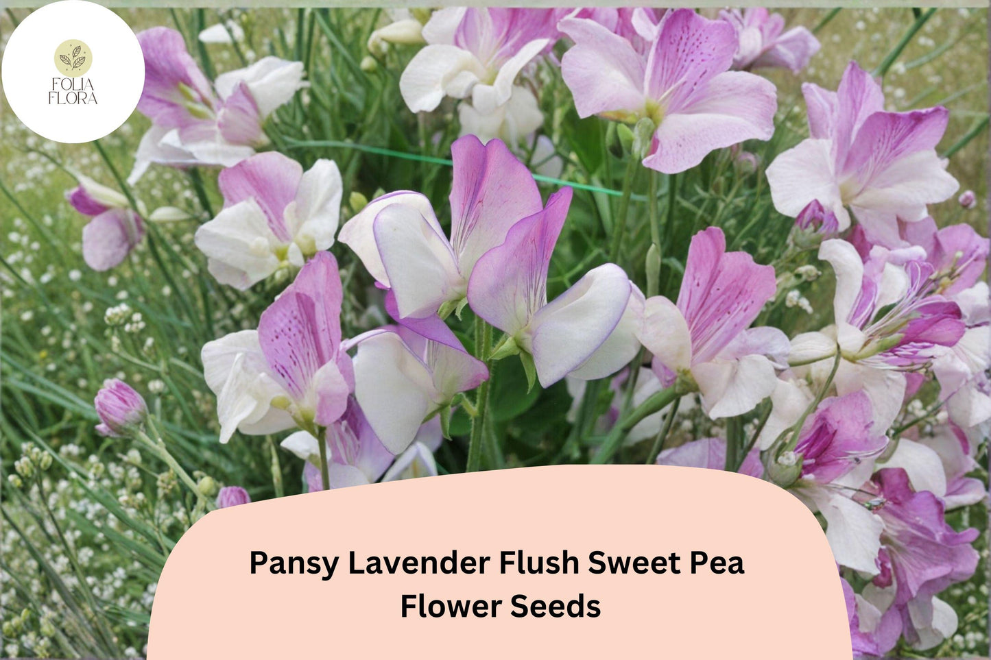 Pansy Lavender Flush Sweet Pea Seeds - 50+ Semi-Dwarf Climbing Vine (Lathyrus odoratus) - Compact Lavender Flowers for Garden